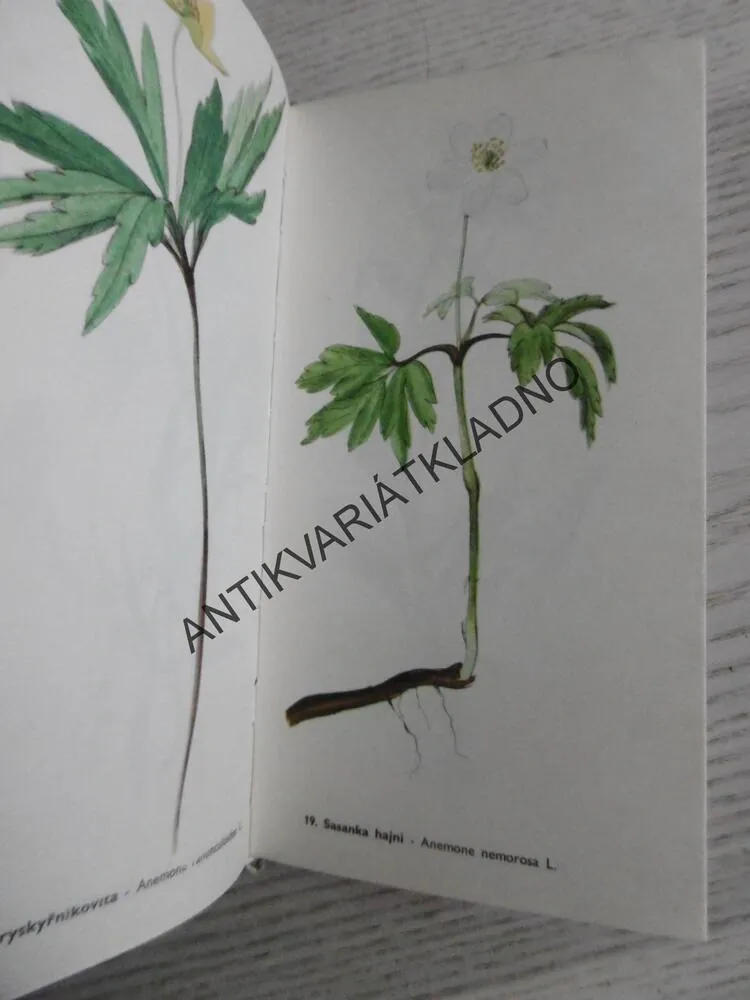 KVĚTY MORAVSKÉHO KRASU, JAN ŠMARDA, VOJTĚCH ŠTOLFA, **an
