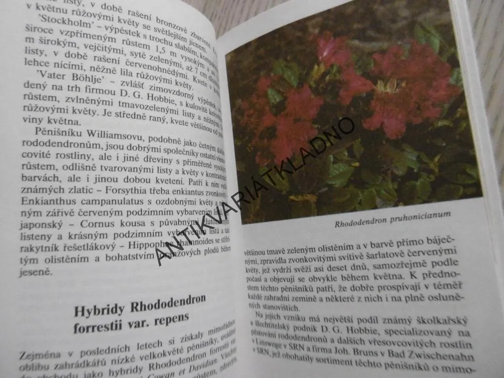 RODODENDRONY A DALŠÍ VŘESOVITÉ ROSTLINY, ČESTMÍR BÖHM,ZAHRADA, **an