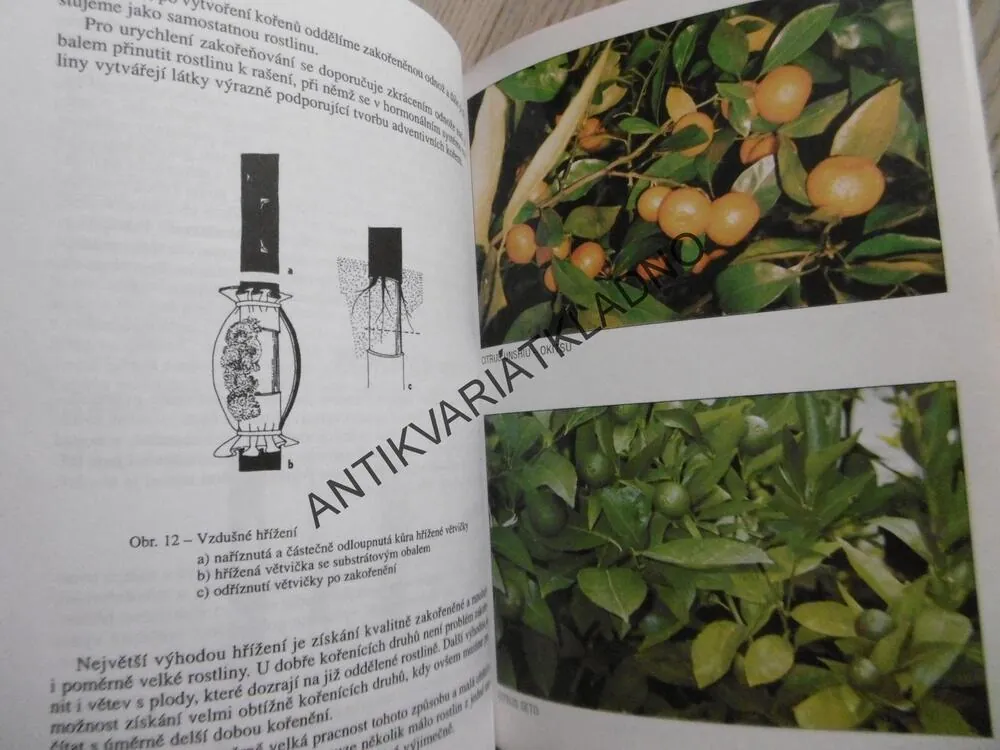 ZAČÍNAJÍCÍM CITRUSÁŘŮM, SVATOSLAV KODYTEK, **an