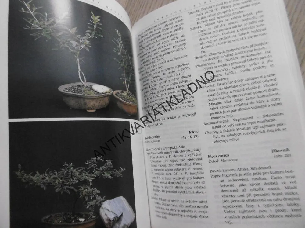 POKOJOVÁ BONSAI, JINDŘICH VOTÝPKA, **an