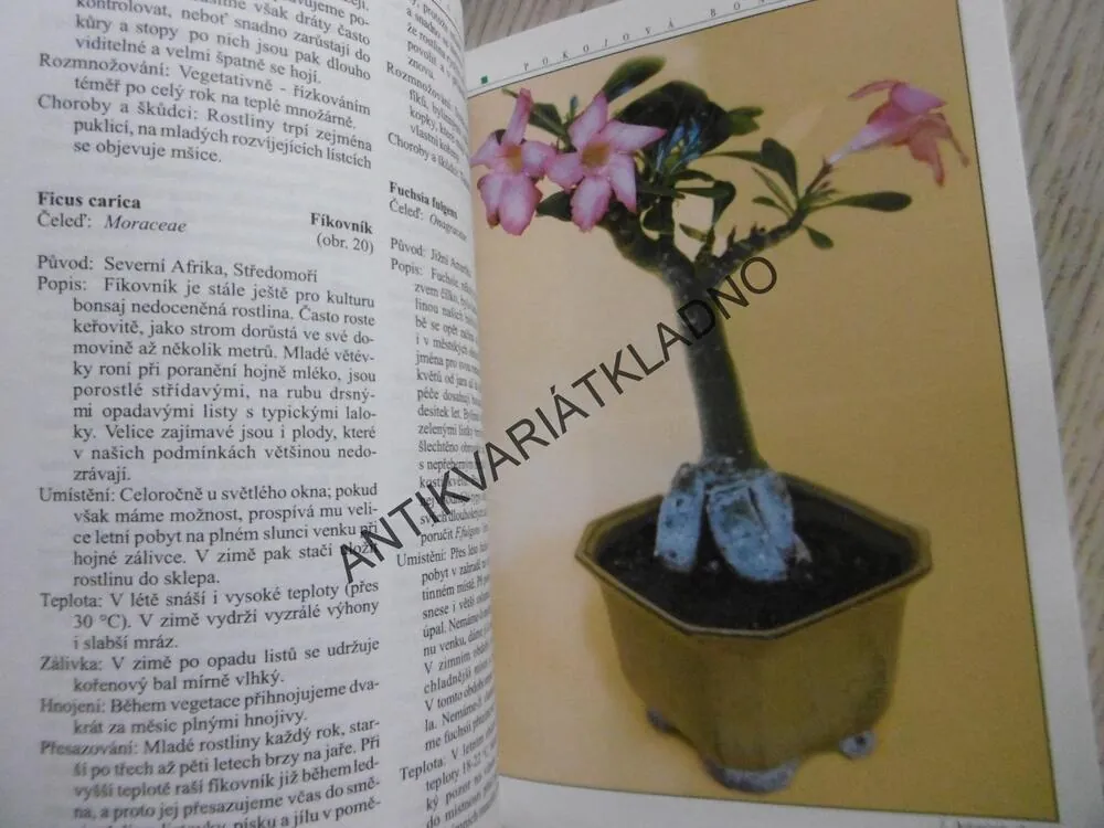 POKOJOVÁ BONSAI, JINDŘICH VOTÝPKA, **an