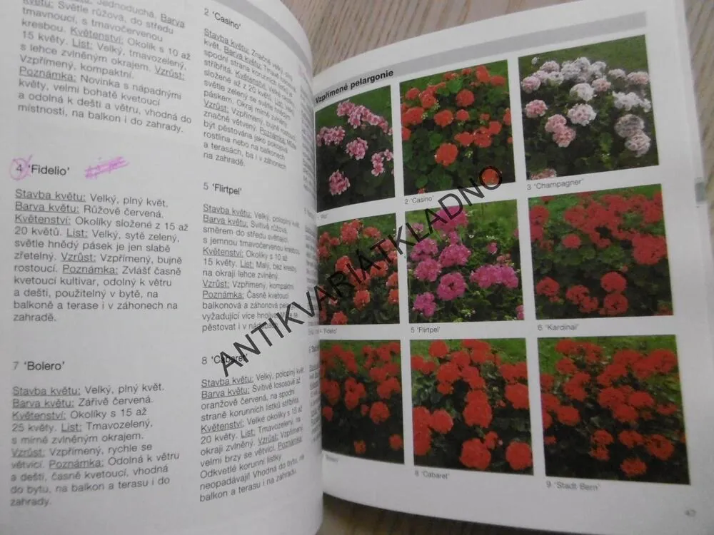 PELARGONIE A KAKOSTY, ANDREAS RIEDMILLER, **an