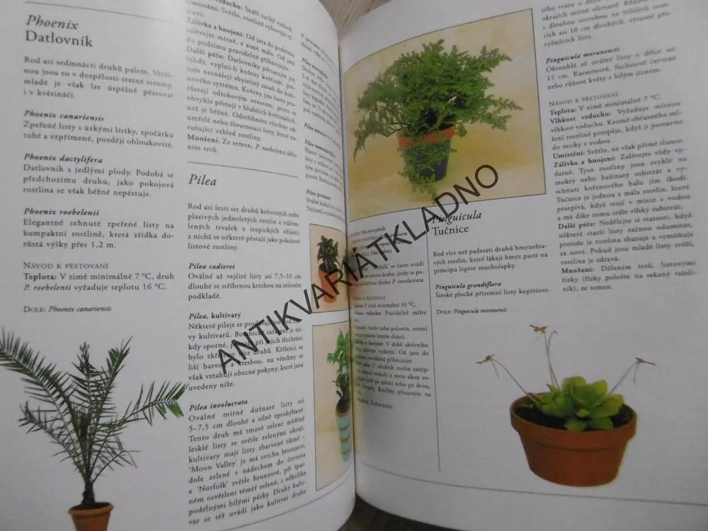 POKOJOVÉ ROSTLINY, PETER MCHOY, **an