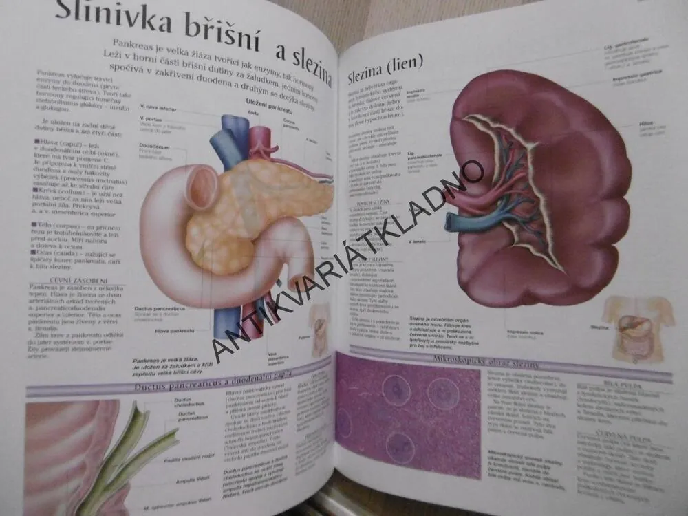 LIDSKÉ TĚLO, ATLAS ANATOMIE ČLOVĚKA, **an