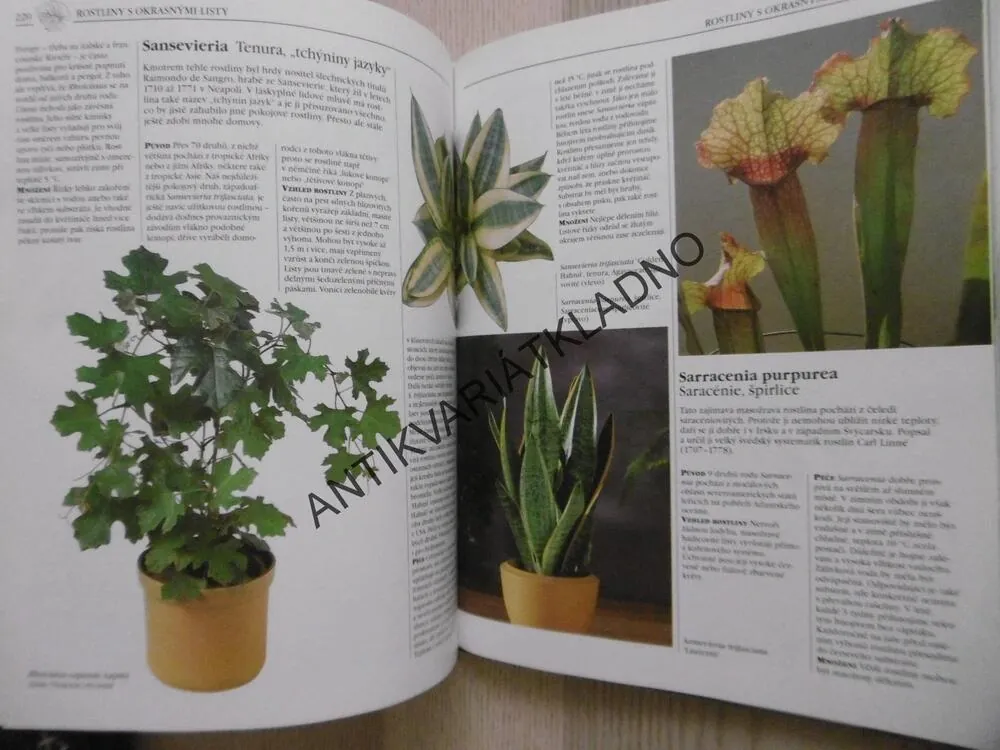 BYDLÍME S KVĚTINAMI, MARGOT SCHUBERTOVÁ, **an