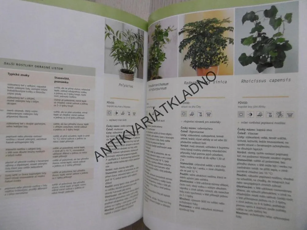 POKOJOVÉ ROSTLINY JAK JE NEZNÁTE, KARIN GREINER, ANGELIKA WEBEROVÁ, **an