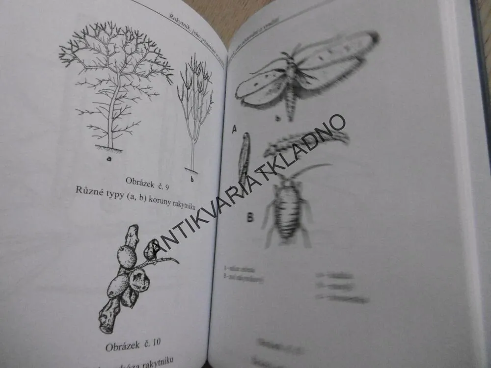VITAMÍNOVÝ POKLAD RAKYTNÍK, EMIL V. HAVELKA, PAVEL VALÍČEK, **an