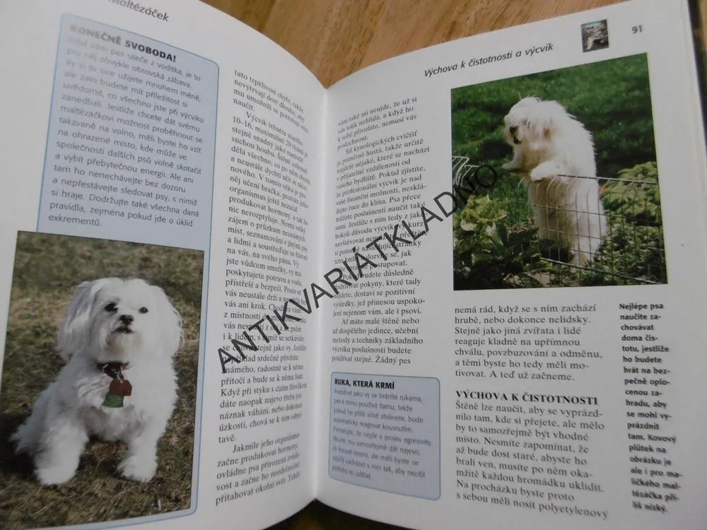 MALTÉZÁČEK, RASA MALTÉZSKÝ PSÍK, CUNLIFFEOVÁ, **an