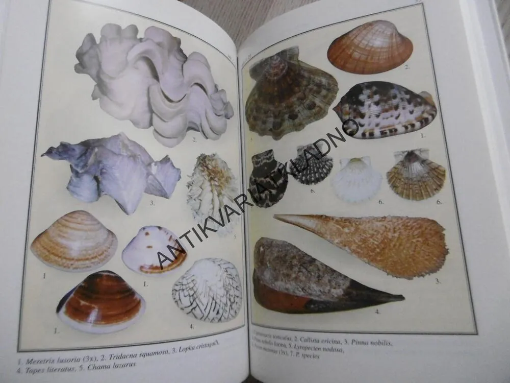 LASTURY, ULITY, MUŠLE, JAROSLAV PICKA, **an