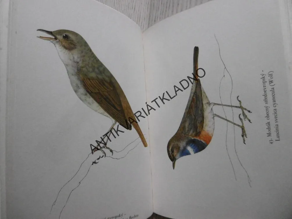PTÁCI, JIRSÍK, SVOLINSKÝ, **an