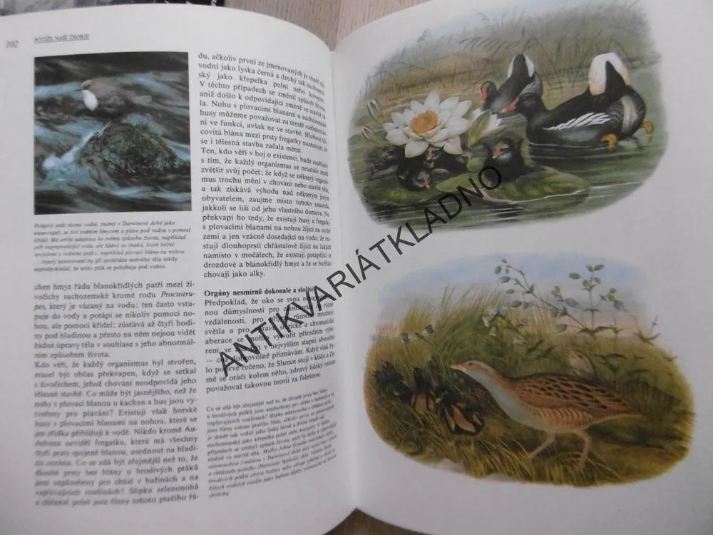 DARWINŮV PŮVOD DRUHŮ V ILUSTRACÍCH, RICHARD E. LEAKEY, **an