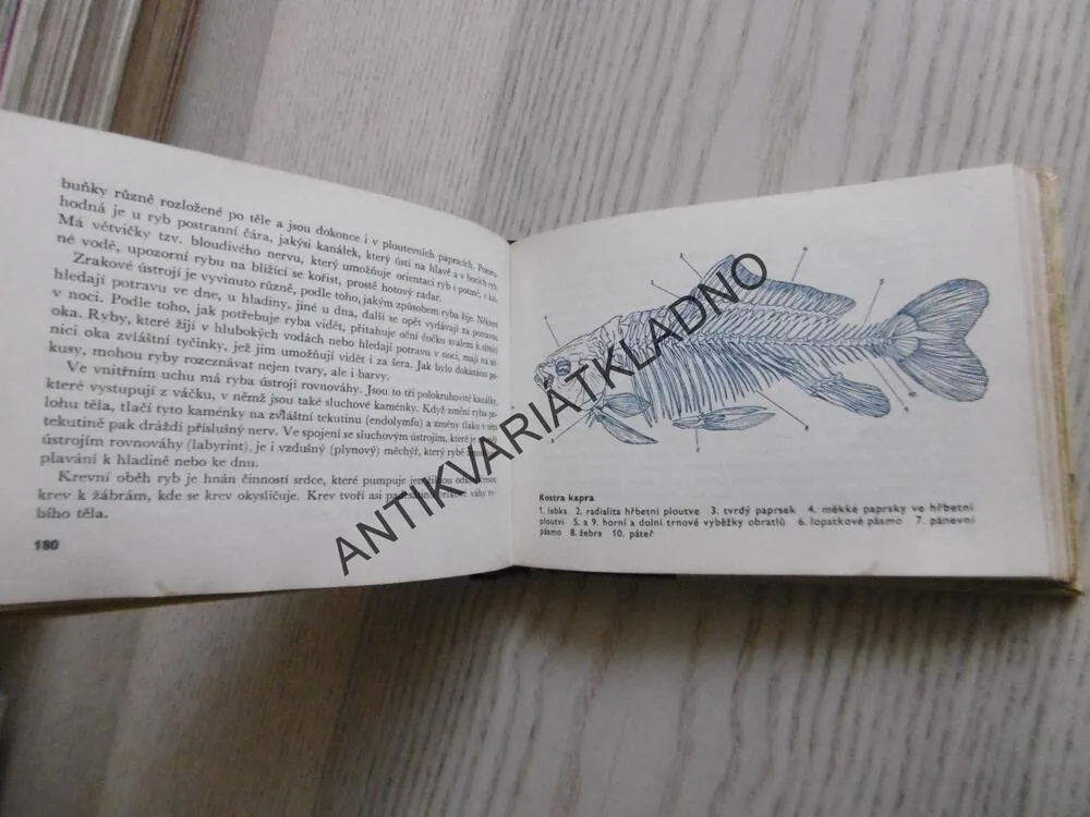 OKO 4 - RYBY NAŠICH VOD, VODINSKÝ, 1962,**an