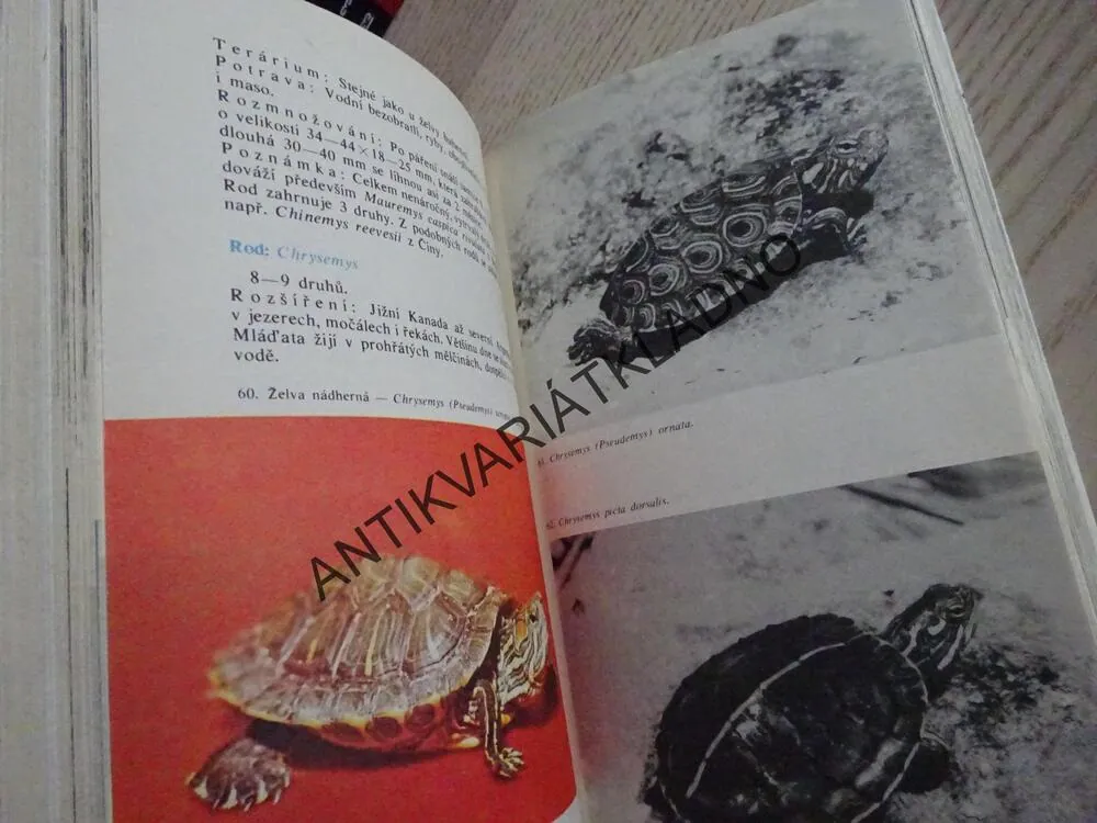CHOV TERARIJNÍCH ZVÍŘAT, VERGNER-VERGNEOVÁ, **an