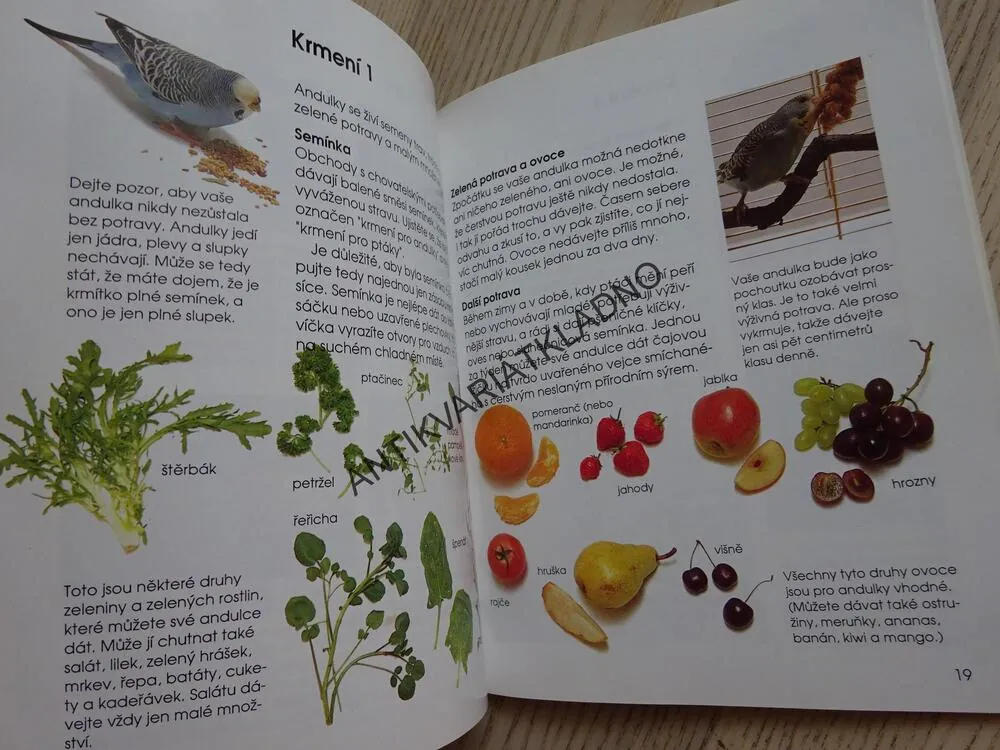 BYDLÍ S NÁMI ANDULKA, HELENA PIERSOVÁ, **an