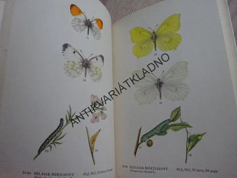 MOTÝLI 1, RUDOLF SCHWARZ, **an