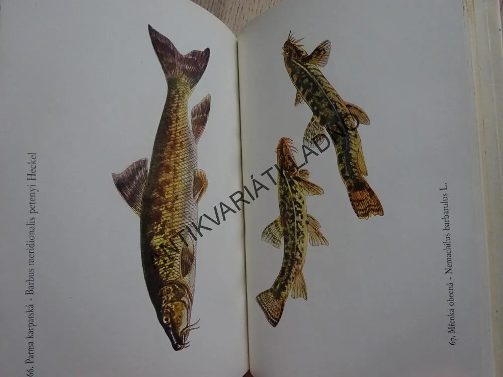 RYBY, OTAKAR ŠTĚPÁNEK, ANTONÍN POSPÍŠIL, **an