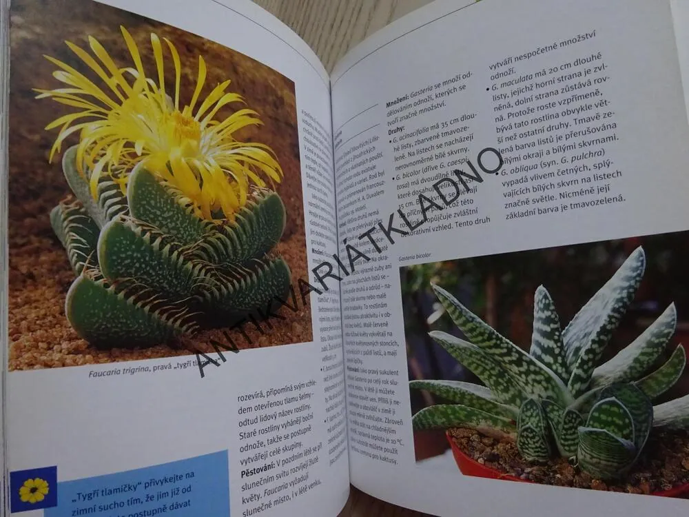 KAKTUSY A JINÉ SUKULENTY, ELISABETH MANKE, **an