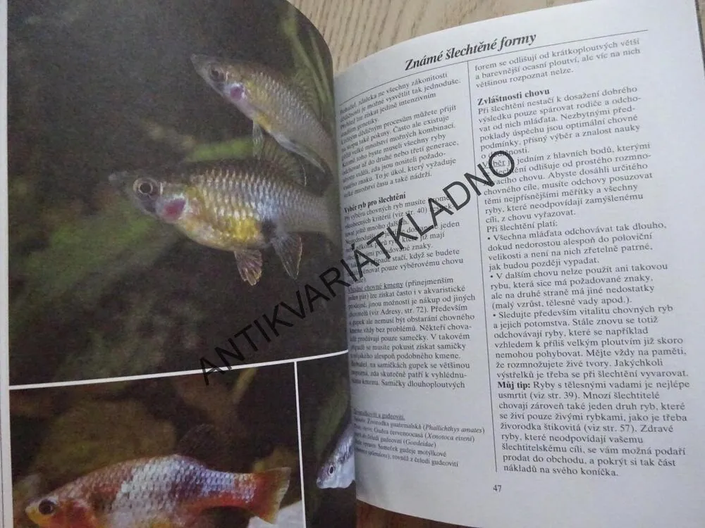 ŽIVORODKY, HARRO HIERONIMUS, **an