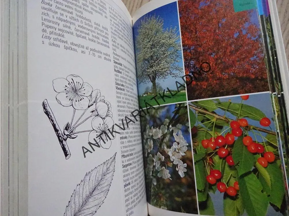 STROMY, PRŮVODCE PŘÍRODOU, **an
