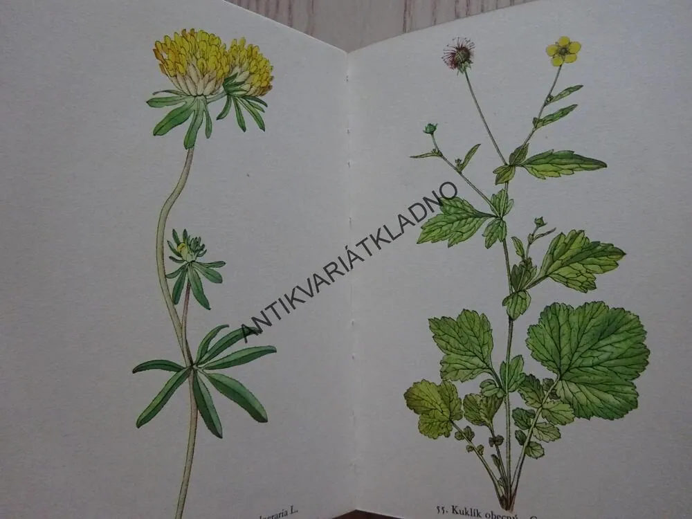 ROSTLINY 2, FRANTIŠEK A. NOVÁK, KAREL SVOLINSKÝ, **an