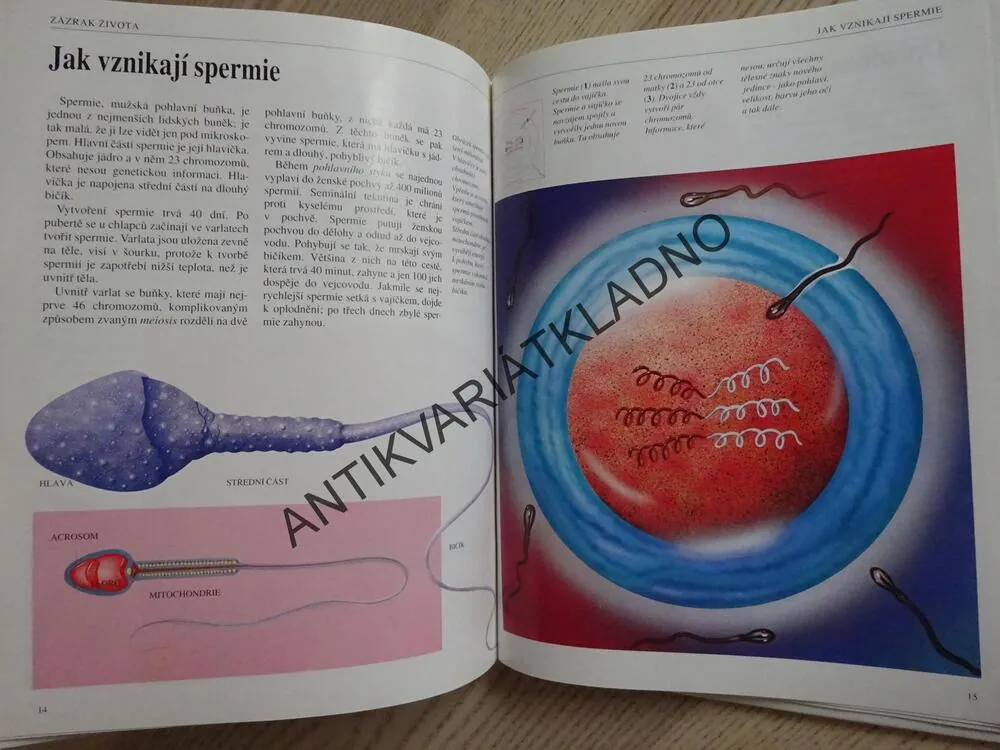 ZÁZRAK ŽIVOTA, NEVIDITELNÝ SVĚT, **an