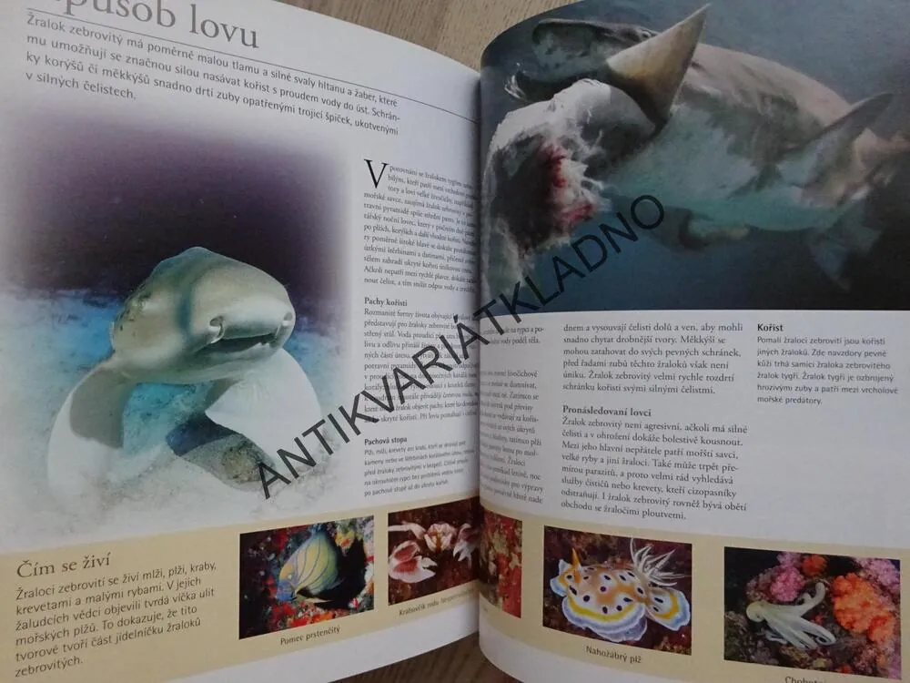 ŽRALOCI A OSTATNÍ PREDÁTOŘI HLUBIN, OBÁVANÍ VLÁDCI OCEÁNŮ, **an