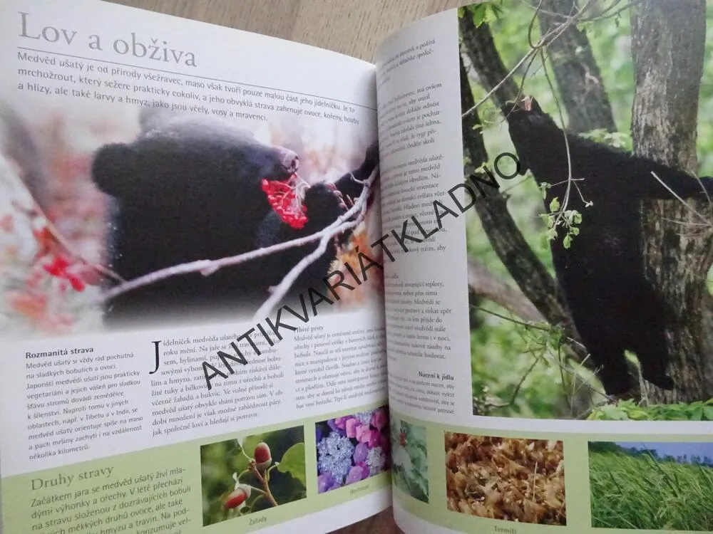 MEDVĚDI, OD MÍRUMILOVNÝCH PAND AŽ PO NEOHROŽENÉ MEDVĚDY LEDNÍ, **an