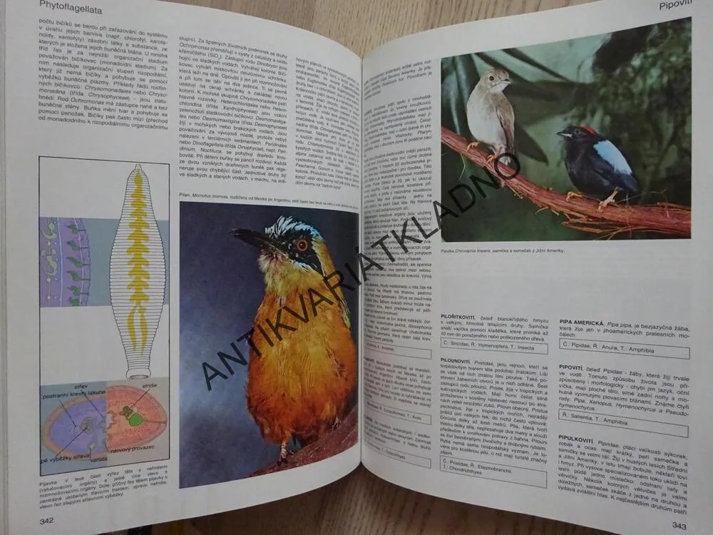 ENCYKLOPEDIE - ZVÍŘATA OD A DO Z, **an