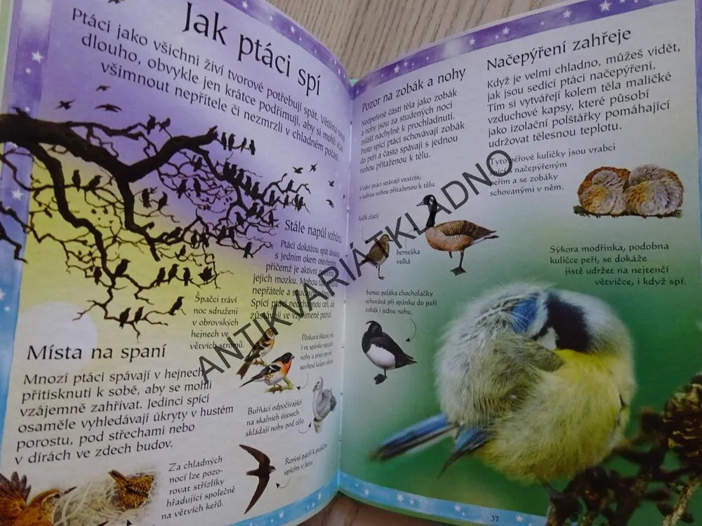 PTÁCI, **an