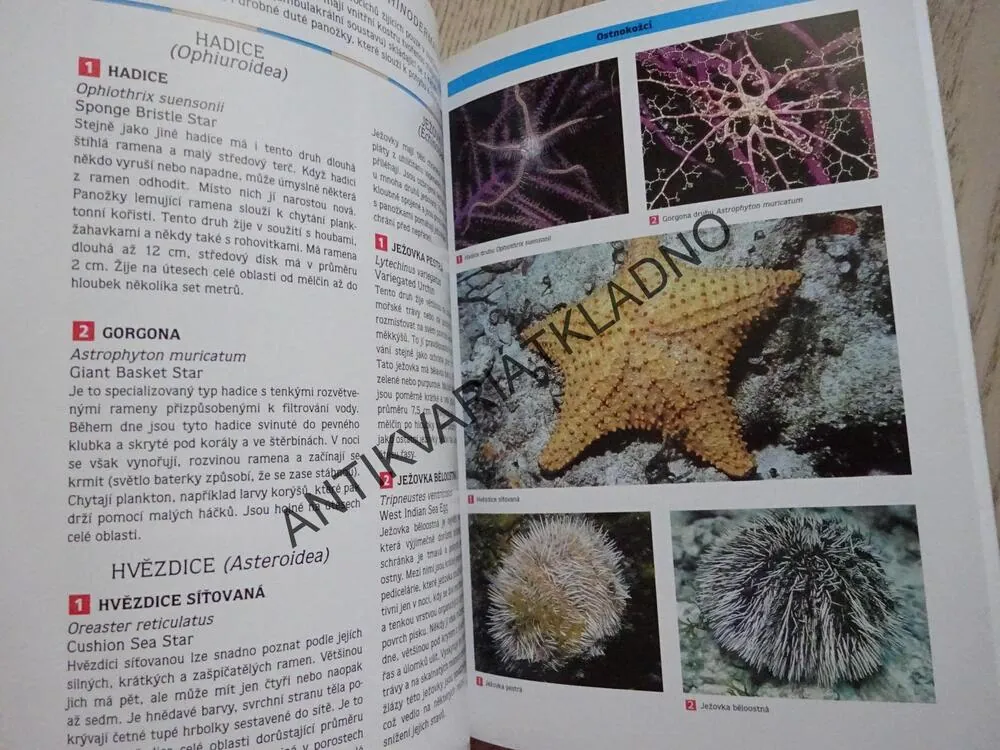 KORÁLOVÉ ÚTESY KARIBIKU, **an