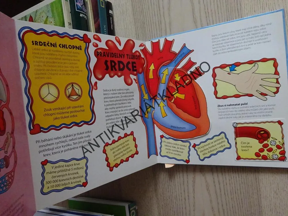 MLADÍ OBJEVITELÉ, LIDSKÉ TĚLO, **an