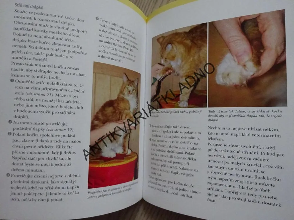 KLIKRTRÉNINK S KOČKOU, VIVIANE THEBYOVÁ, **an