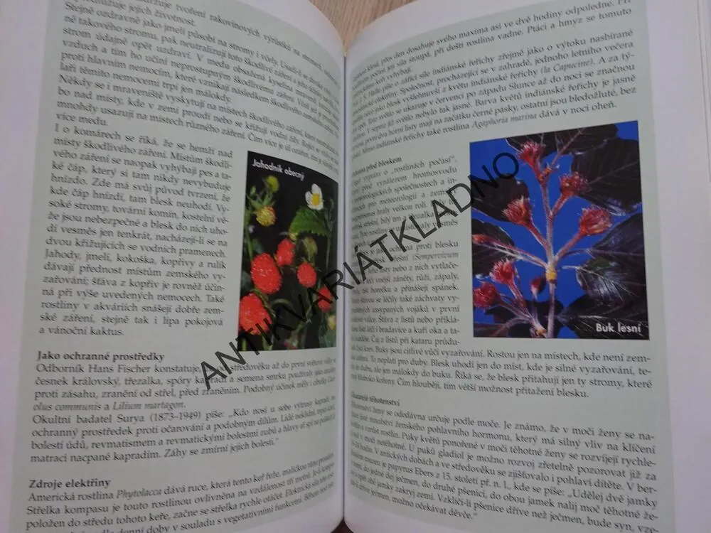 PRŮVODCE BYLINÁŘE PAVLA CELÝM ROKEM, PAVEL VÁŇA, BYLINKY, **an