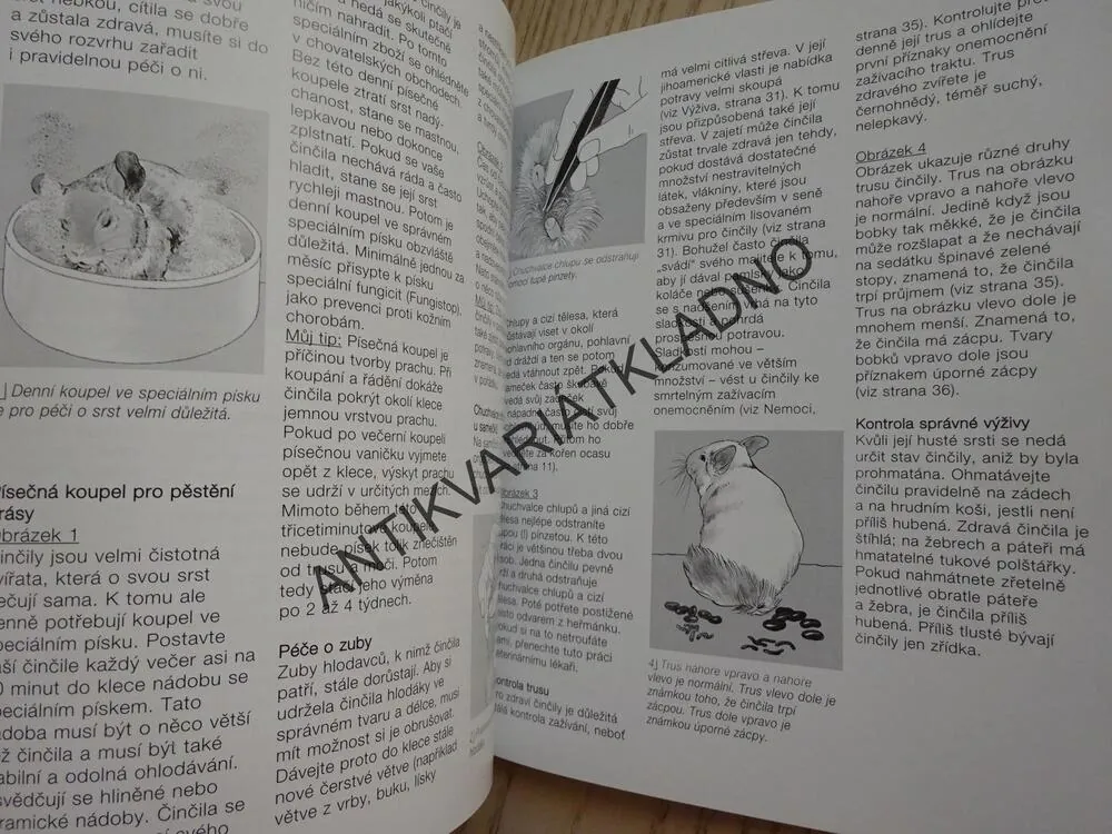 ČINČILA JAKO DOMÁCÍ ZVÍŘE, MAIKE RÖDER-THIEDEOVÁ,**an