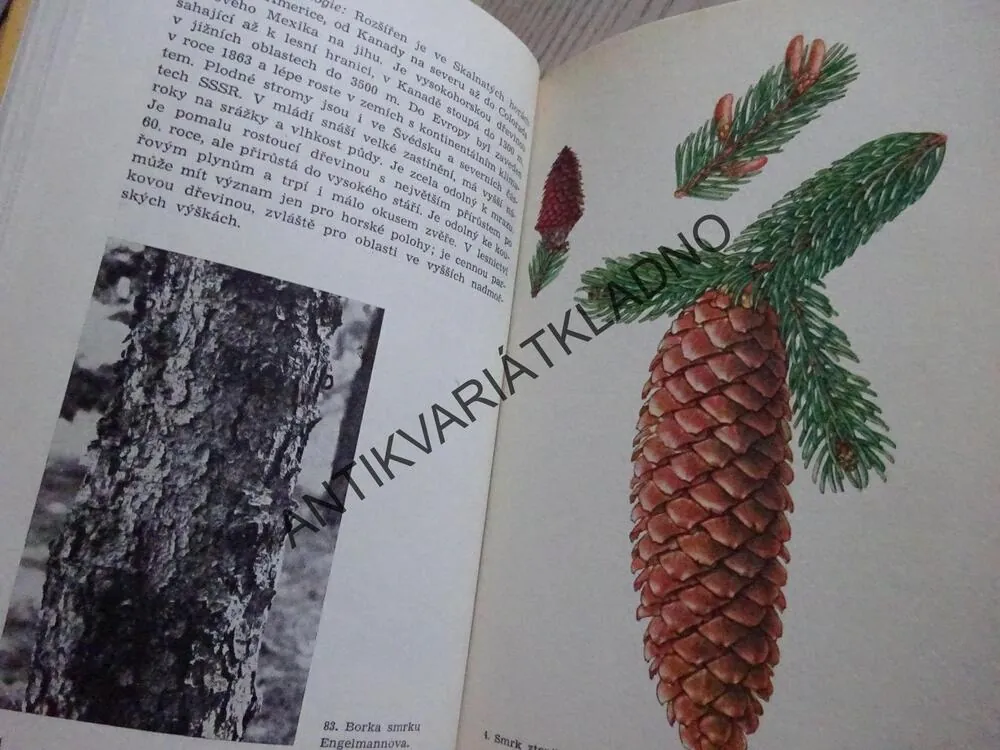 JEHLIČNANY LESŮ A PARKŮ, JAROMÍR POKORNÝ, **an