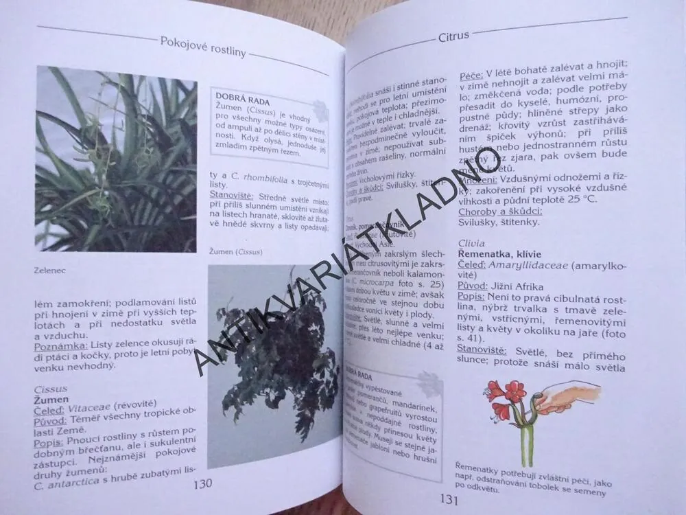 BABIČČINY POKOJOVÉ ROSTLINY, SIGRID HEUEROVÁ, **an