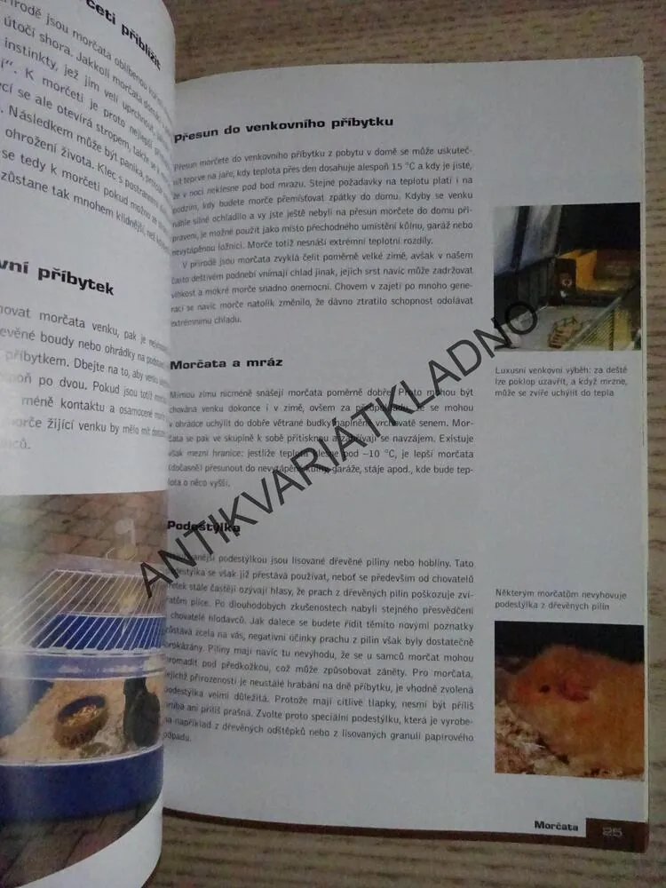 MORČATA, NETTY DE WIT, **an