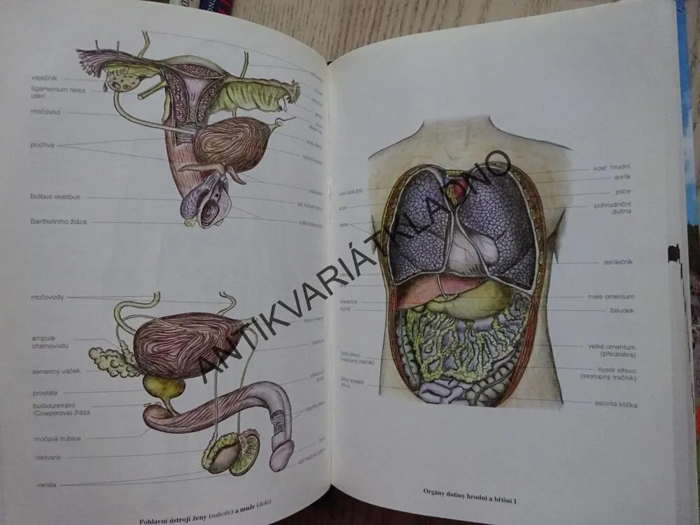 PRAKTICKÝ SLOVNÍK MEDICÍNY, **an