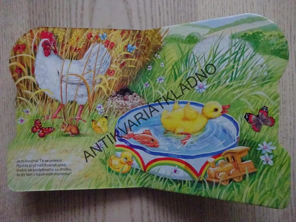 KACHŇÁTKO KVÁČEK, **an