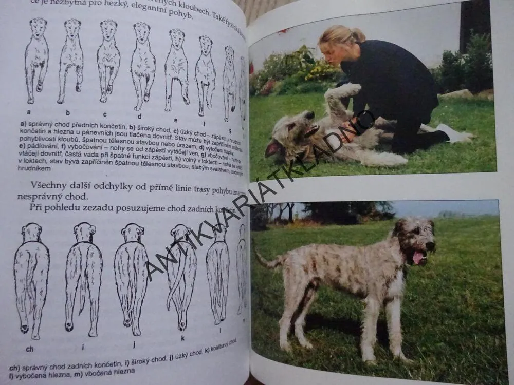 IRSKÝ VLKODAV, VLADIMÍRA JESTŘÁBOVÁ, CHOVÁME PSY, **an
