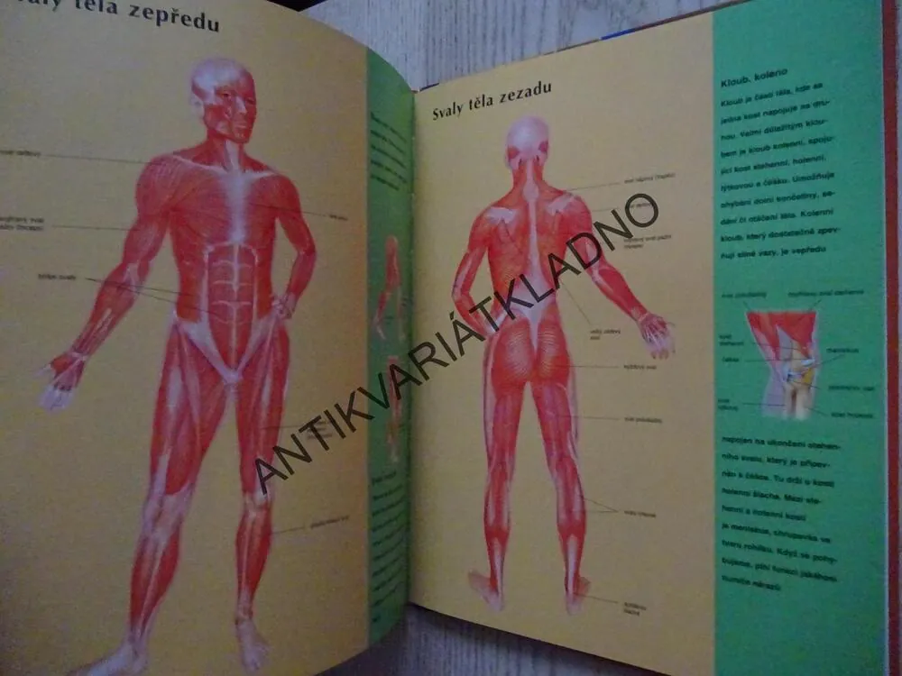 ŠKOLNÍ ENCYKLOPEDIE PRO MLÁDEŽ, LAROUSSE, LIDSKÉ TĚLO, **an