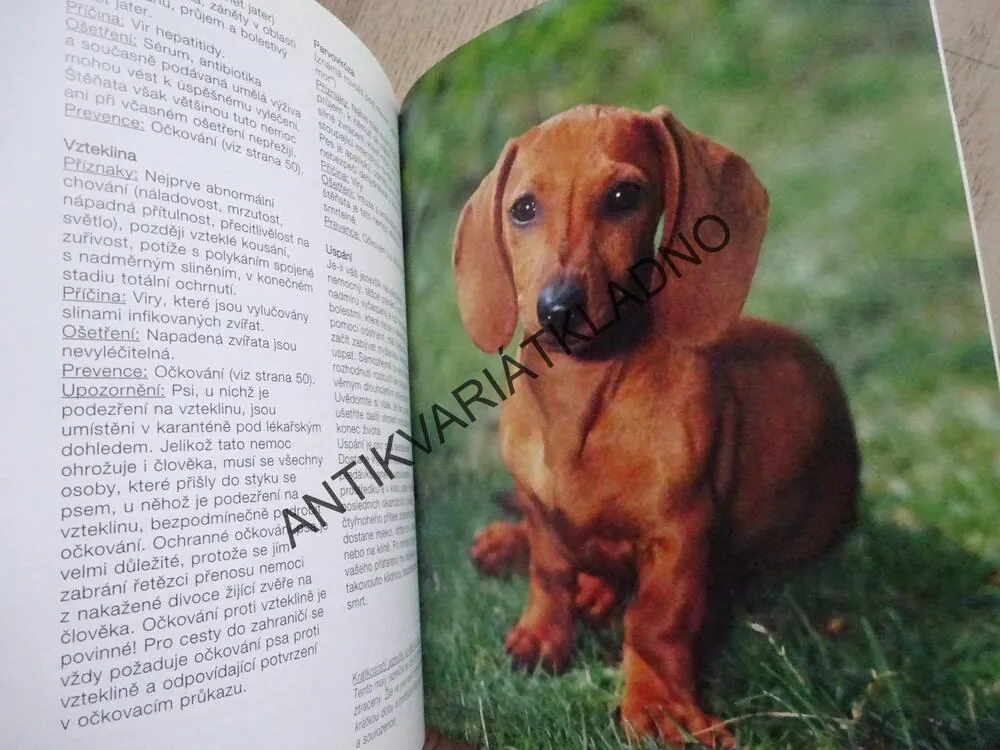 JEZEVČÍK, LENI FIEDELMEIEROVÁ, **an