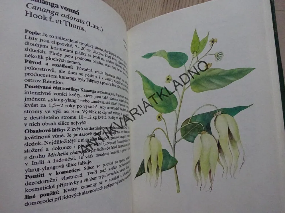 ROSTLINY V KOSMETICE, HLAVA, STARÝ, POSPÍŠIL, **an