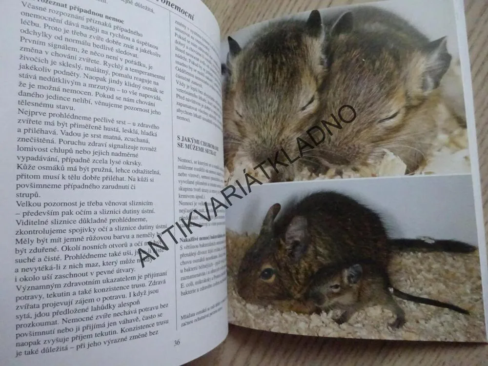 OSMÁK DEGU JAKO DOMÁCÍ ZVÍŘE, JAK NA TO, LENKA SKOUPÁ, **an