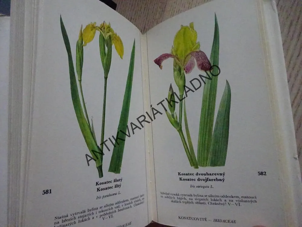 NAŠE KVĚTINY II, MILOŠ DEYL, KVĚTOSLAV HÍSEK, ROSTLINY, **an
