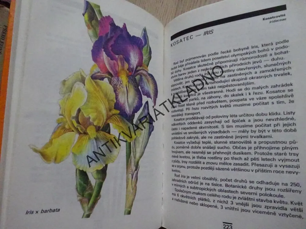 TRVALKY, ROZKVETLÁ ZAHRADA, GOLOVKIN, KLIKOVÁ, **an