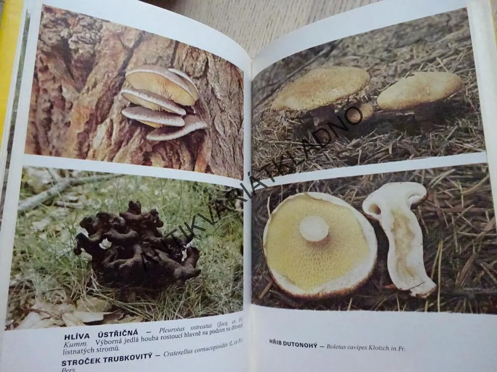 HOUBY V KUCHYNÍCH SVĚTA, JIŘÍ BAIER, **an