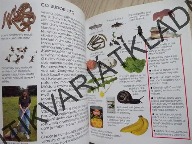BYDLÍ S NÁMI JEŠTĚR, MICHAEL FOKTA, **an