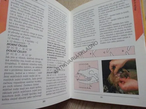 JORKŠÍRSKÝ TERIÉR, ELENA KOVÁČIKOVÁ, **an