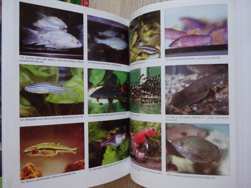 AKVARISTIKA, ZDENĚK DRAHOTUŠSKÝ, JINDŘICH NOVÁK, **an